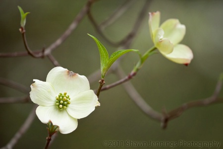 The Dogwood....