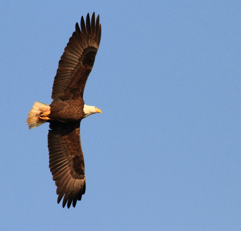 Bald Eagle, Auburn, Alabama 2.20.11 - ID: 11668975 © Michael S. Couch