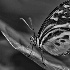 © Linda R. Ragsdale PhotoID# 11670599: