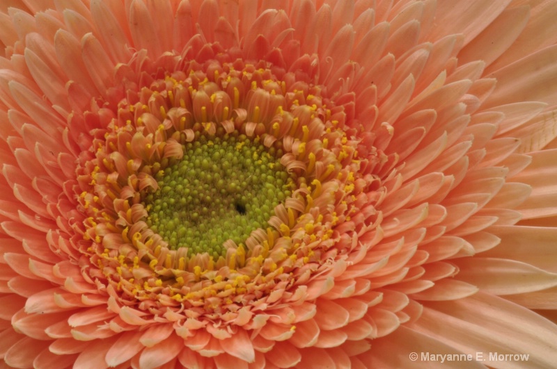 Gerbera Daisy