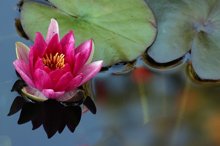 Pink water-lily, leaves, and water reflections.