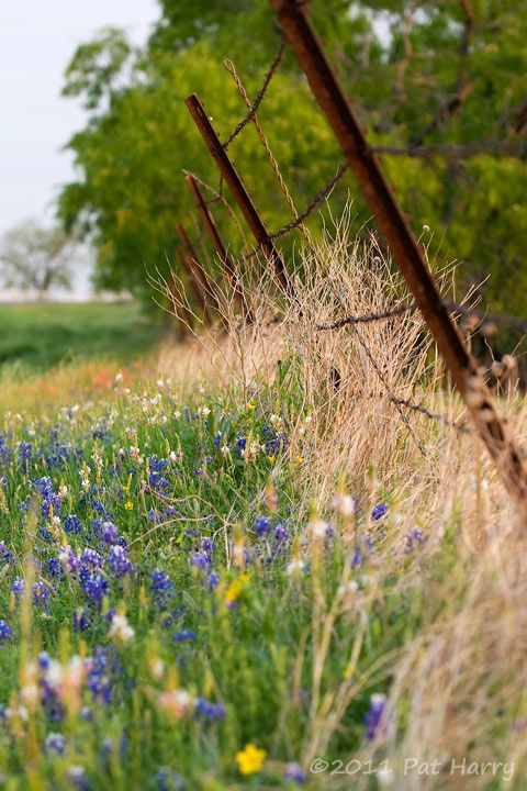 Along the Fence