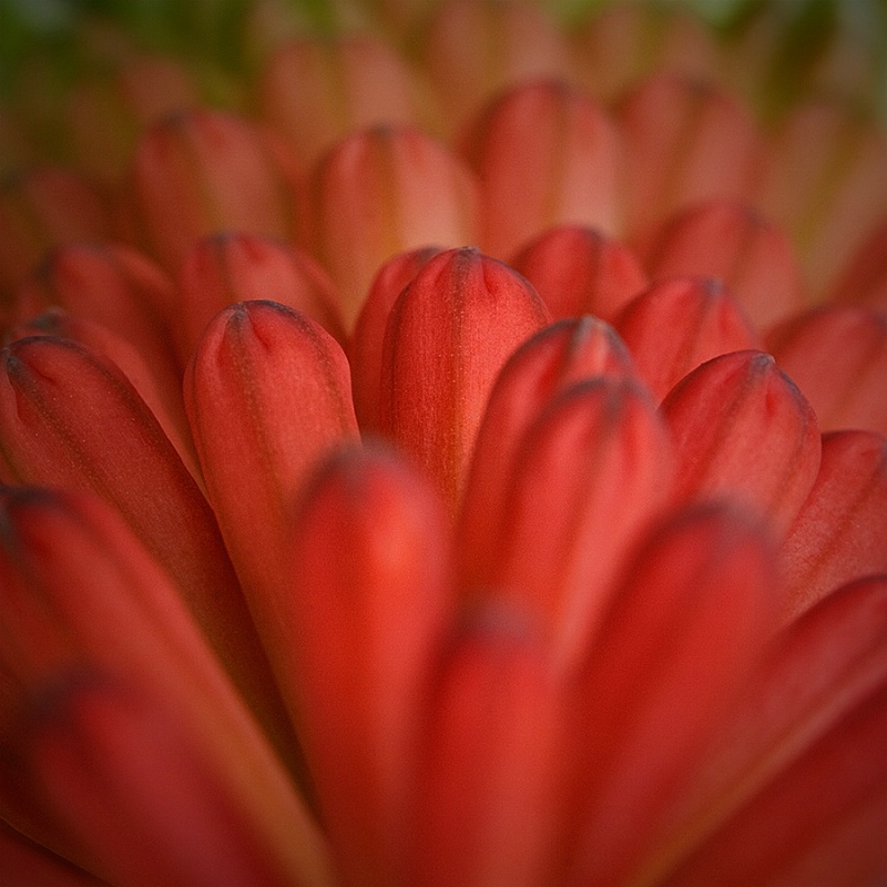 Red Hot Poker Bloom