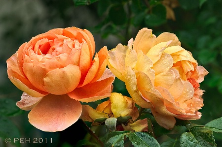 Apricot Roses
