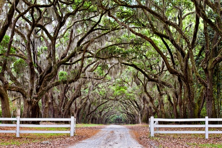 Scenic driveway