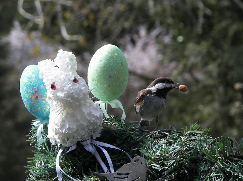 Easter 'Peanut Hunt'