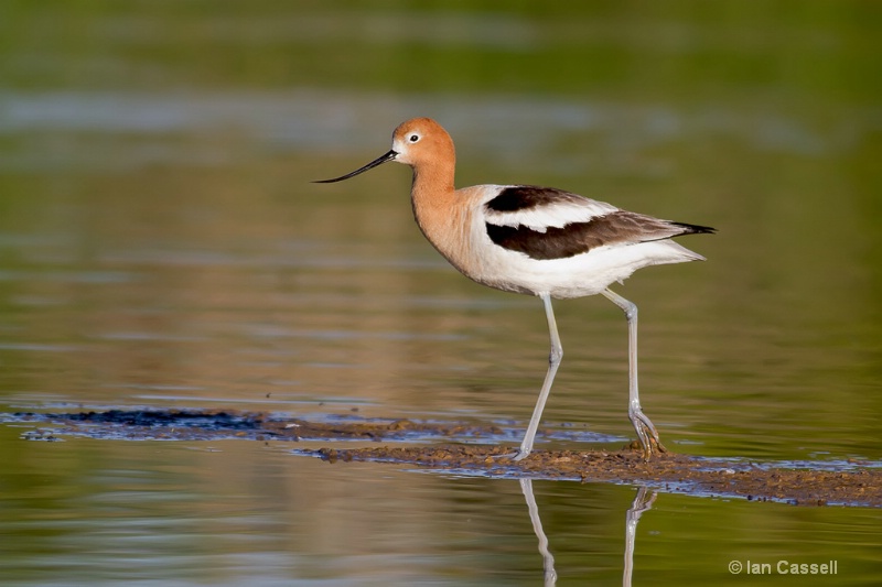 American Avocet