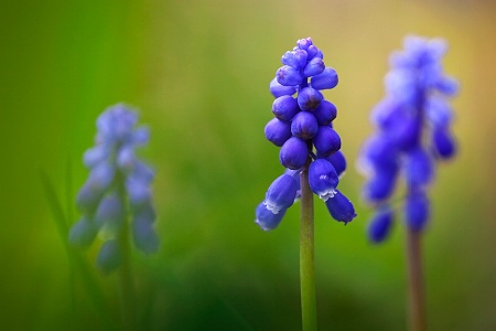 Little Flowers