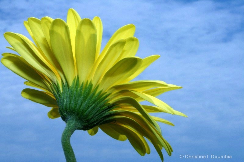 Gerbera in the Sky