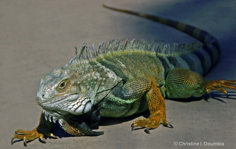 Iggy the Iguana