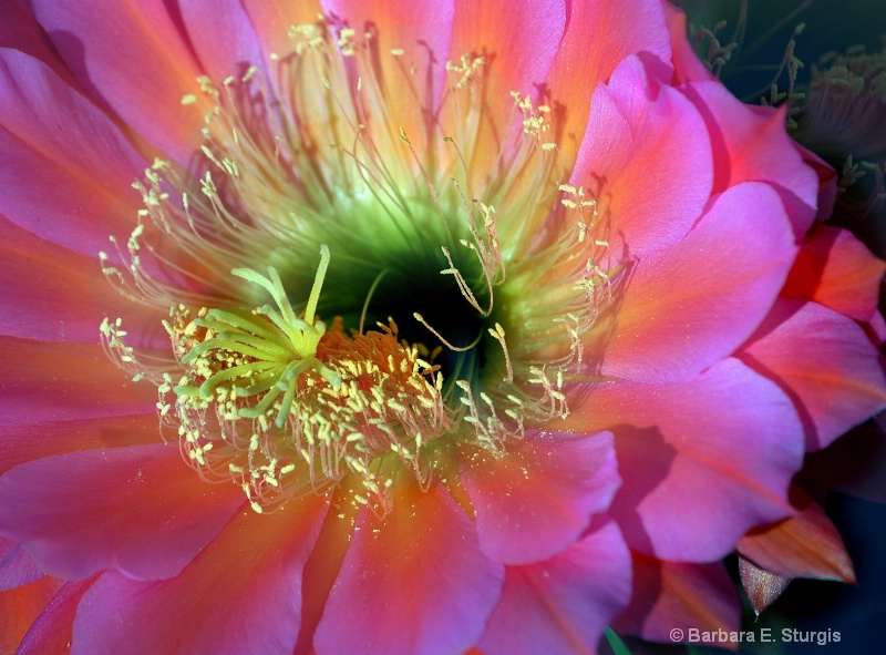 Cactus Closeup