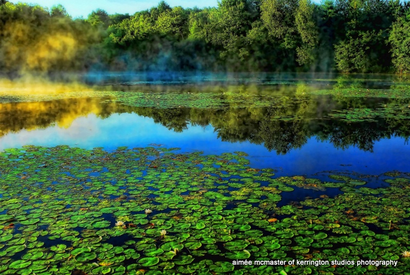 lilies in the mist