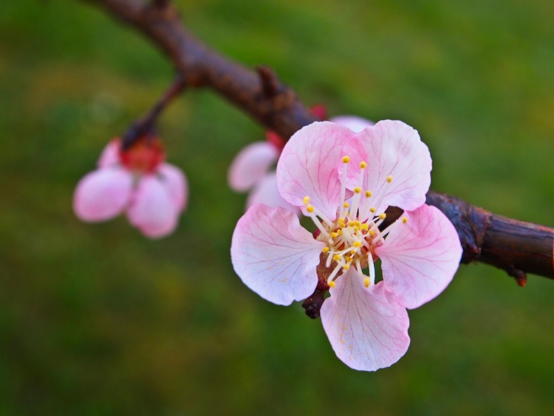 Time for blossom