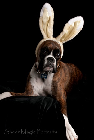 "The Real Easter Bunny"