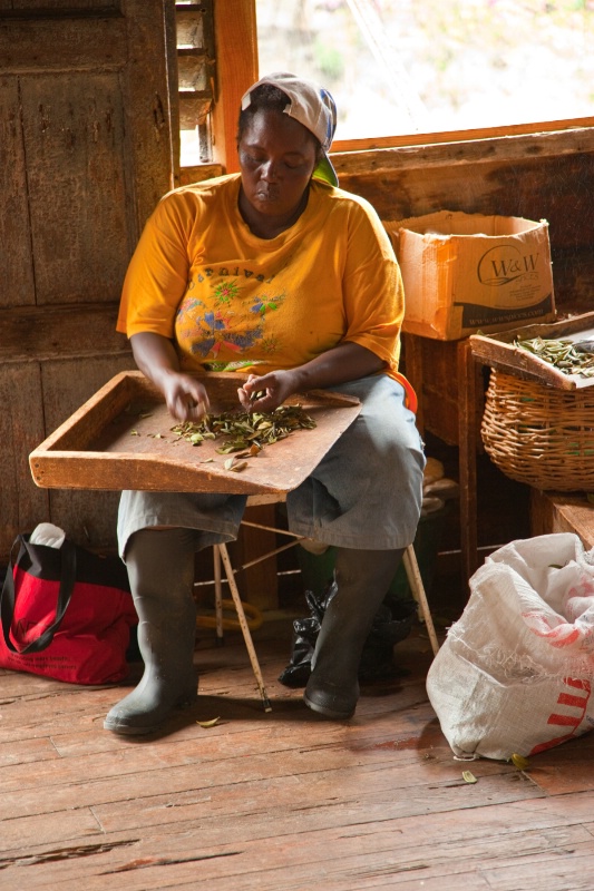 Sorting The Herbs