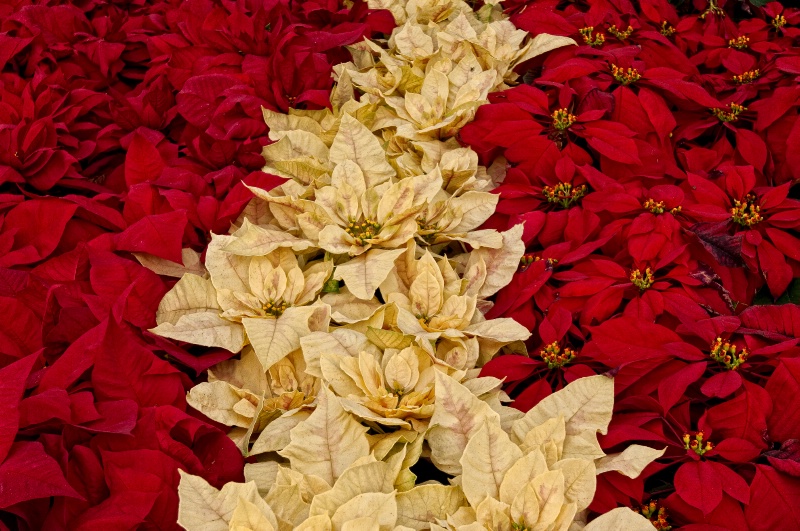 Poinsettias