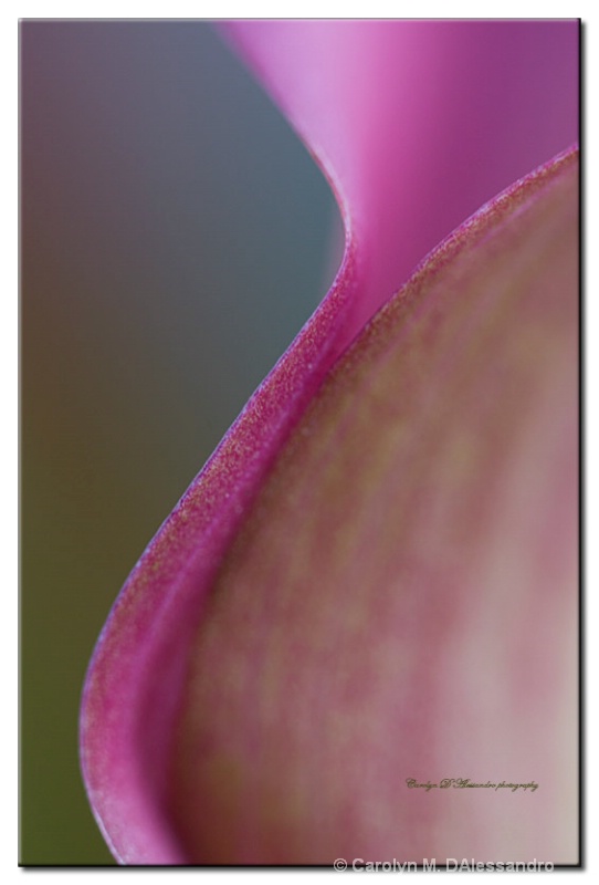 Curves of a Flower
