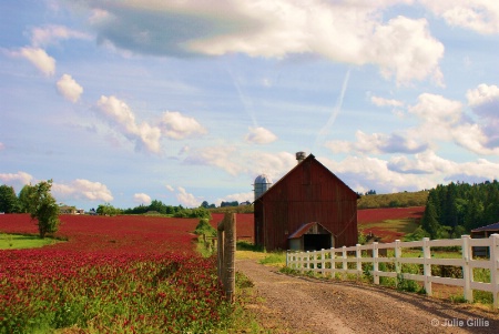 Red Clover Field