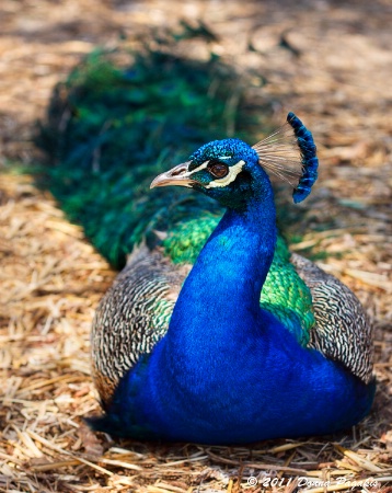 Peacock Royalty