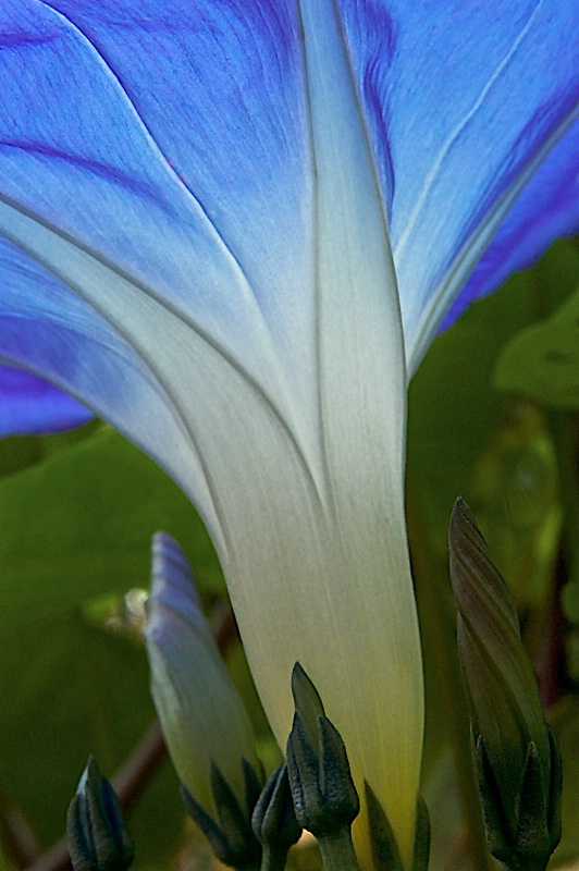 Blue Dawn