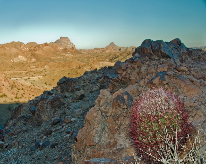 Barrel cactus near Picacho State Recreation Area. - ID: 11679569 © Deb. Hayes Zimmerman