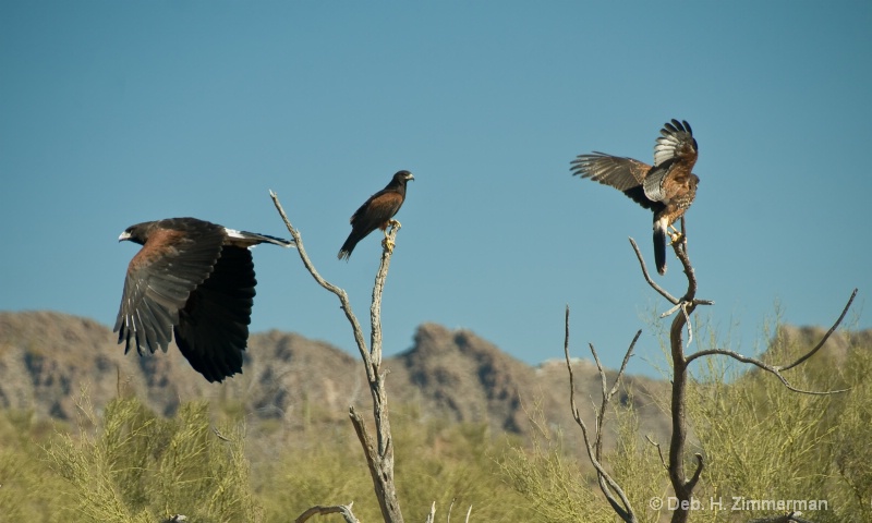Family of Harris hawks at Sonoran Desert Museum - ID: 11679592 © Deb. Hayes Zimmerman