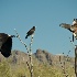 Family of Harris hawks at Sonoran Desert Museum - ID: 11679592 © Deb. Hayes Zimmerman