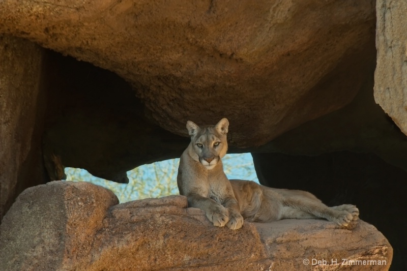 Mountain lion at Sonoran Desert Museum  - ID: 11679624 © Deb. Hayes Zimmerman