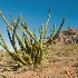 Organ pipe cactus  in national monument - ID: 11679637 © Deb. Hayes Zimmerman