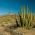 Organ Pipe Cactus in the Sun - ID: 11679669 © Deb. Hayes Zimmerman