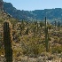 Ranks of Saguaro - ID: 11679703 © Deb. Hayes Zimmerman
