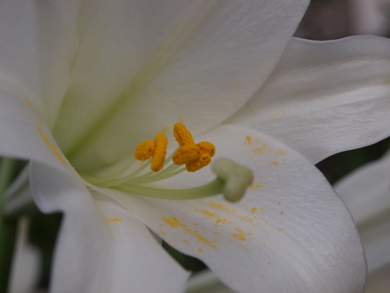6-3 Easter Lilly Close-Up