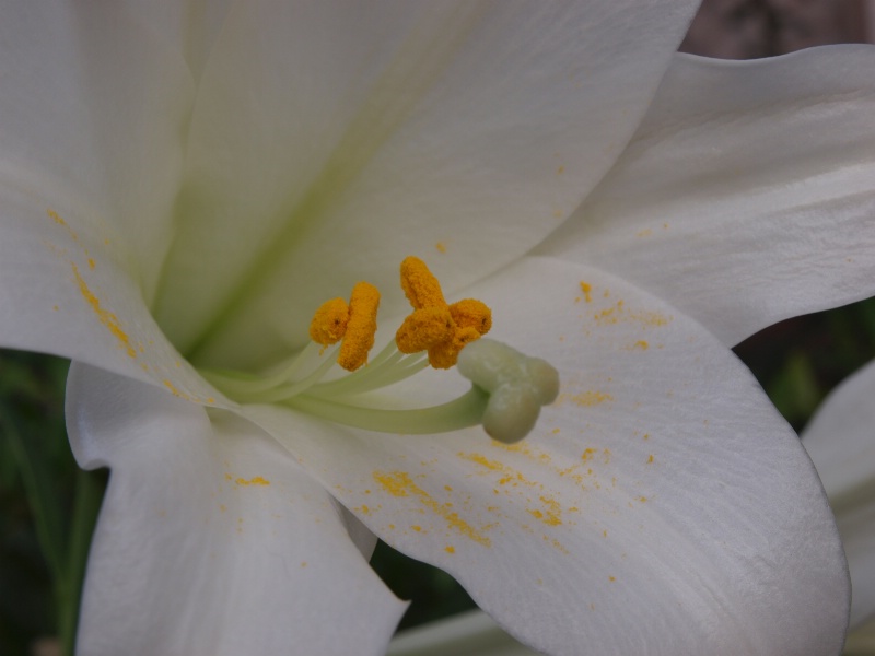 6-3 Easter Lilly Close-Up