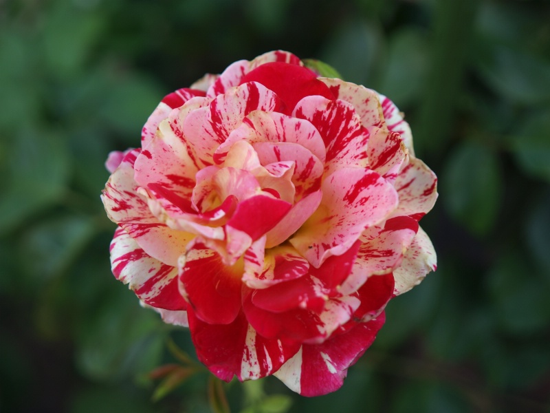 Extra Click- George Burns Rose