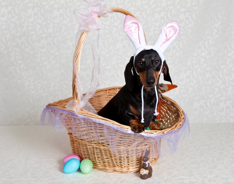 Easter Doxie