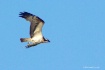Osprey in Flight ...