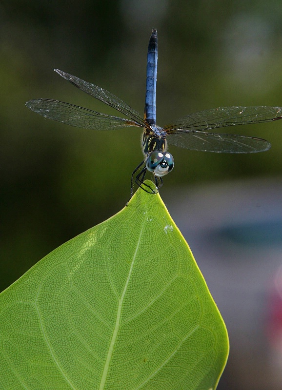 Blue Corporal