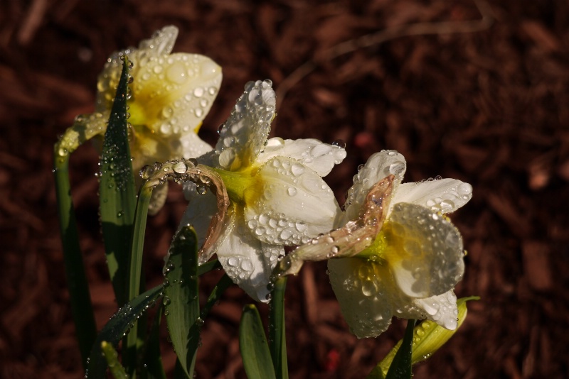 happy spring rain