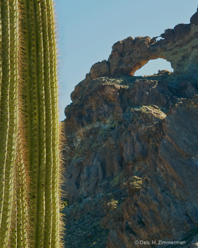 Saguaro and the Arches - ID: 11681790 © Deb. Hayes Zimmerman