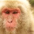 © Kitty R. Kono PhotoID# 11681994: Snow Monkey Portrait