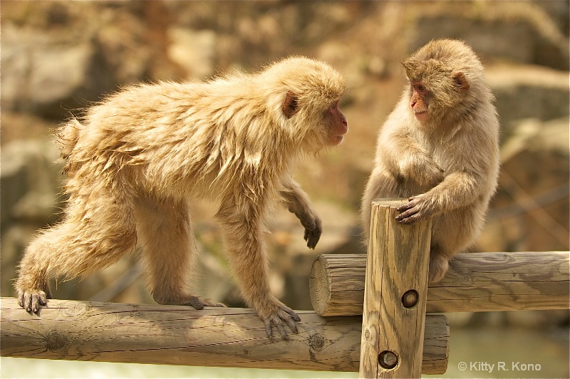 eleven monkey - ID: 11681996 © Kitty R. Kono