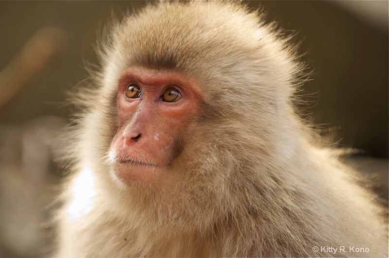 four monkey - ID: 11681999 © Kitty R. Kono