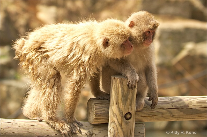 twelve monkey - ID: 11682015 © Kitty R. Kono