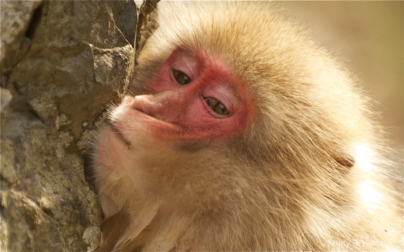 seven monkey - ID: 11682016 © Kitty R. Kono