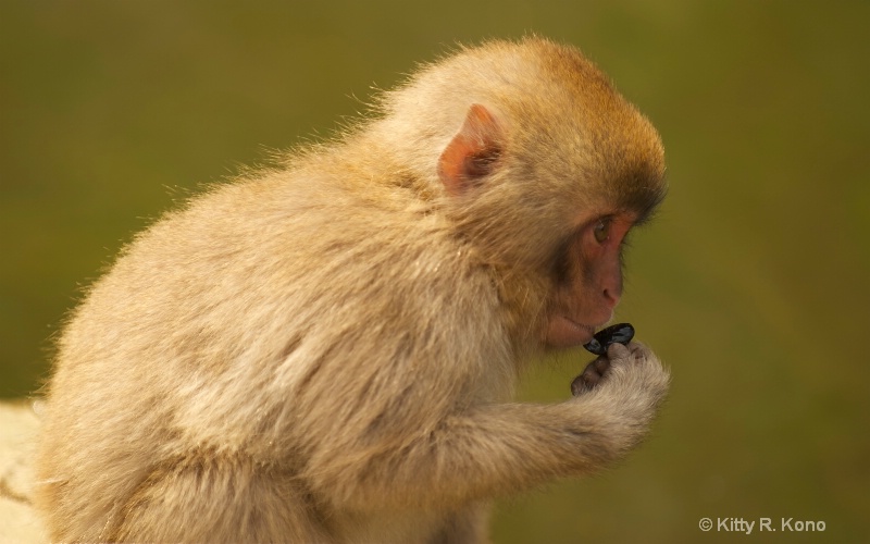 six monkey - ID: 11682017 © Kitty R. Kono