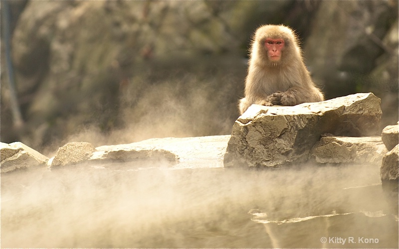 thirteen monkey - ID: 11682021 © Kitty R. Kono