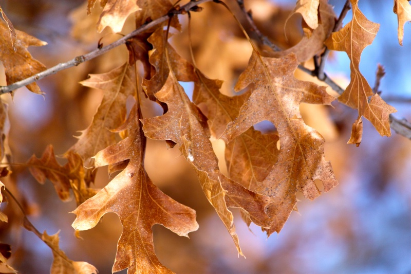Oak Tree Leaves in Winter - ID: 11682126 © Sheryl K. Larson