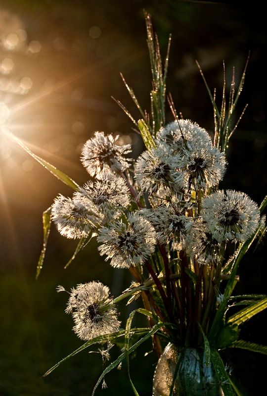 Dandelions At Dawn - ID: 11682342 © Susan M. Reynolds