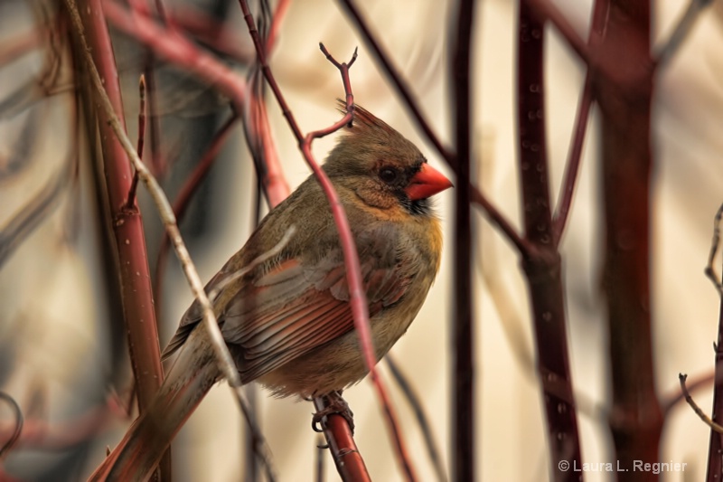 Female Cardinal in Dogwood2