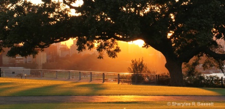 extra click - early morning light  king's park